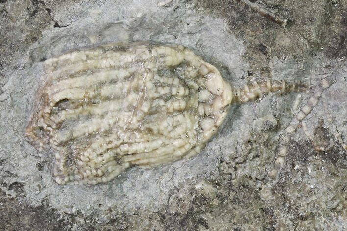 Fossil Crinoid (Eretmocrinus) - Gilmore City, Iowa #157208